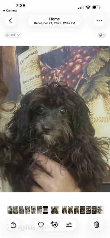 Princess  – Maltipom puppy for sale in Sarasota, FL