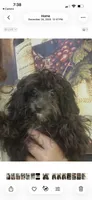 Princess , a female Maltipom for sale in Sarasota, FL – 1 of 1