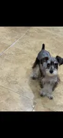Mommy’s boy , a male Miniature Schnauzer for sale in Sarasota, FL – 5 of 5