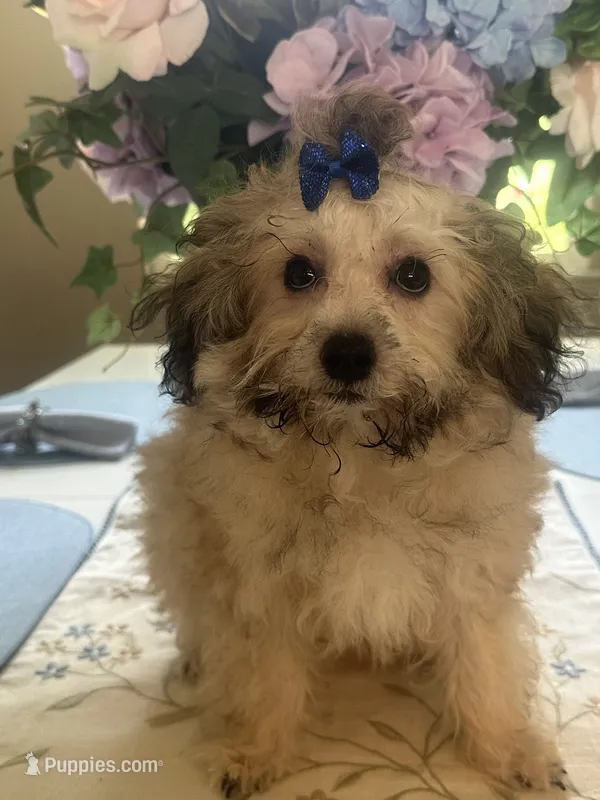 Teddy Bear  – Maltipoo puppy for sale in Sarasota, FL