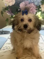 Teddy Bear , a male Maltipoo for sale in Sarasota, FL – 1 of 4