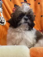 Bear , a female Shih Tzu for sale in Sarasota, FL – 2 of 4