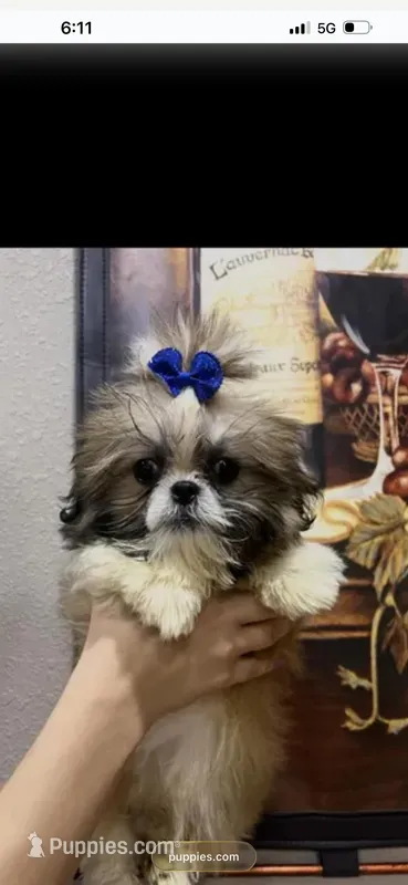 Teddy , a male Shih Tzu for sale in Sarasota, FL – Photo 1 of 1