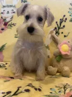 Bella , a female Miniature Schnauzer for sale in Sarasota, FL – 2 of 3