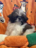Teddy bear , a male Shih Tzu for sale in Sarasota, FL – 2 of 6