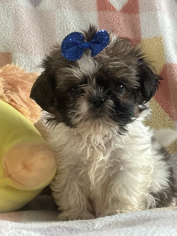 Poo  – Shih Tzu puppy for sale in Sarasota, FL