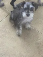 Snoopy , a male Miniature Schnauzer for sale in Sarasota, FL – 4 of 7