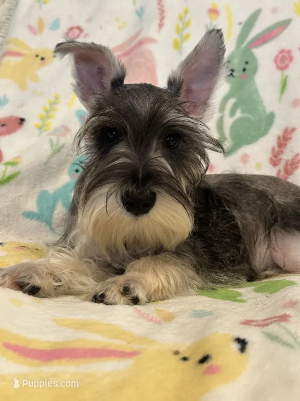 Oliver  – Miniature Schnauzer puppy for sale in Sarasota, FL
