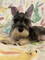 Oliver , a male Miniature Schnauzer for sale in Sarasota, FL – 1 of 1