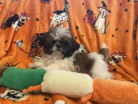 Bear , a female Shih Tzu for sale in Sarasota, FL – 4 of 4