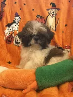 Teddy bear , a male Shih Tzu for sale in Sarasota, FL – 4 of 6
