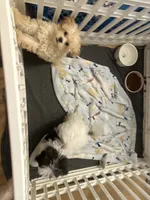 Thumbelina, a female Maltipoo for sale in Sarasota, FL – 3 of 5