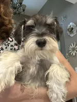 Thumbelina, a female Miniature Schnauzer for sale in Sarasota, FL – Photo 2 of 5