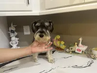 Thumbelina, a female Miniature Schnauzer for sale in Sarasota, FL – Photo 1 of 5