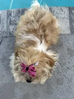 Bella , a female Shih Tzu for sale in Sarasota, FL – Photo 4 of 4