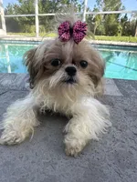 Bella , a female Shih Tzu for sale in Sarasota, FL – Photo 3 of 4