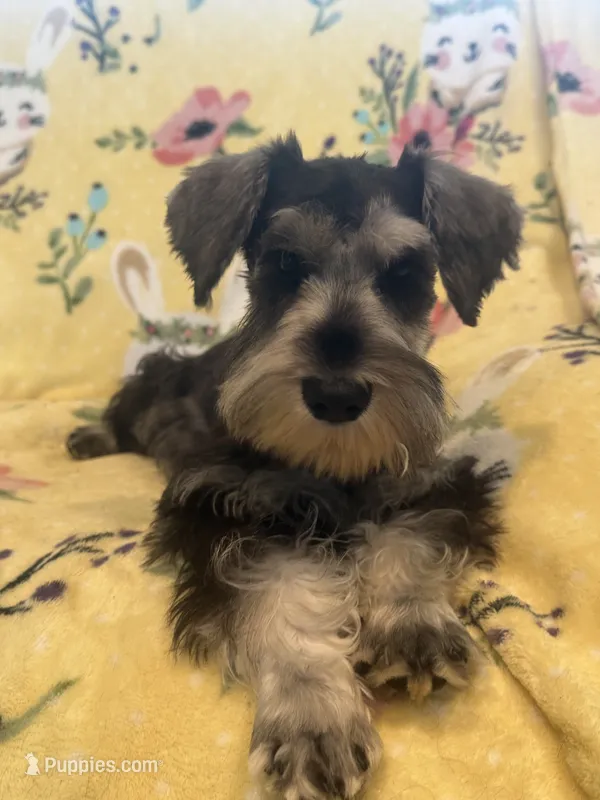 Scooby – Miniature Schnauzer puppy for sale in Sarasota, FL