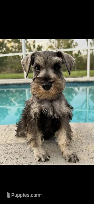 Snoopy  – Miniature Schnauzer puppy for sale in Sarasota, FL