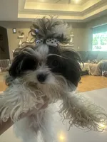 Dolly , a female Maltipoo for sale in Sarasota, FL – 2 of 4