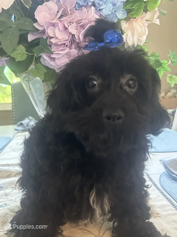 Little bear  – Maltipoo puppy for sale in Sarasota, FL