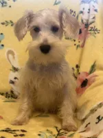 Tinker Bell, a female Miniature Schnauzer for sale in Sarasota, FL – 2 of 3