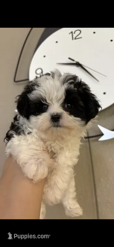 Bella  – Maltipoo puppy for sale in Sarasota, FL