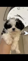 Bella , a female Maltipoo for sale in Sarasota, FL – 1 of 1