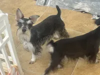 Sassy, a female Miniature Schnauzer for sale in Sarasota, FL – 1 of 2
