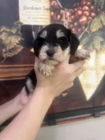 Teddy bear , a male Miniature Schnauzer for sale in Sarasota, FL – Photo 1 of 2