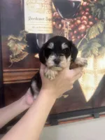 Teddy bear , a male Miniature Schnauzer for sale in Sarasota, FL – Photo 2 of 2