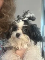 Dolly , a female Maltipoo for sale in Sarasota, FL – 4 of 4