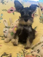 Mommy’s boy , a male Miniature Schnauzer for sale in Sarasota, FL – 3 of 3