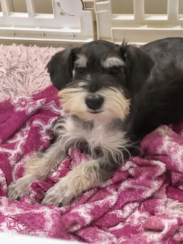 Bella , a female Miniature Schnauzer for sale in Sarasota, FL – Photo 1 of 2