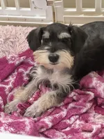 Bella , a female Miniature Schnauzer for sale in Sarasota, FL – Photo 1 of 2