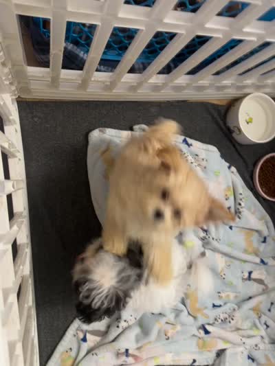 Thumbelina, a female Maltipoo for sale in Sarasota, FL – 4 of 5