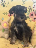 Scooby , a male Miniature Schnauzer for sale in Sarasota, FL – 4 of 4