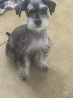 Snoopy , a male Miniature Schnauzer for sale in Sarasota, FL – 3 of 7