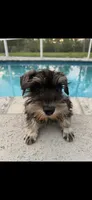 Theodore, a male Miniature Schnauzer for sale in Sarasota, FL – Photo 1 of 2
