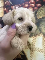 Bella , a male Miniature Schnauzer for sale in Sarasota, FL – Photo 2 of 2