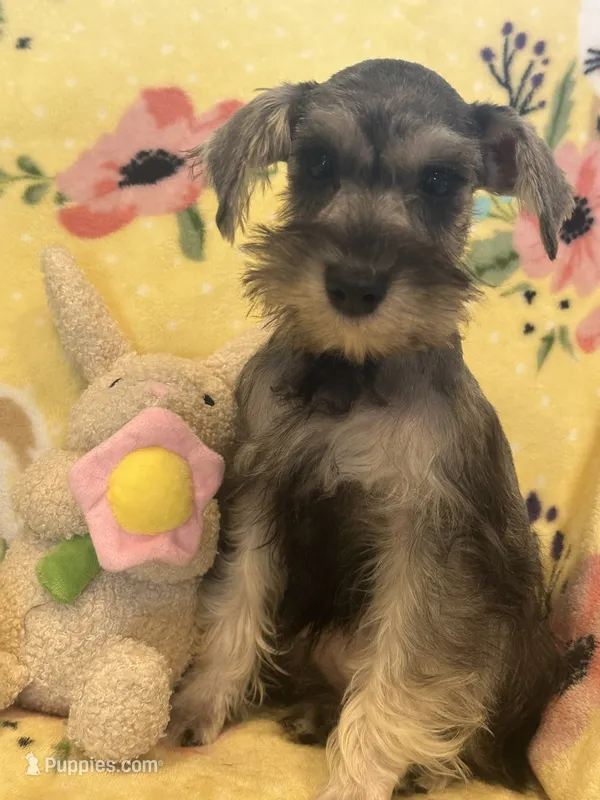 Sassy – Miniature Schnauzer puppy for sale in Sarasota, FL