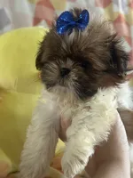 Bear , a male Shih Tzu for sale in Sarasota, FL – 3 of 3
