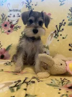 Bella , a female Miniature Schnauzer for sale in Sarasota, FL – 1 of 3