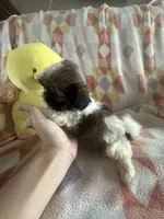 Poo , a male Shih Tzu for sale in Sarasota, FL – 3 of 3