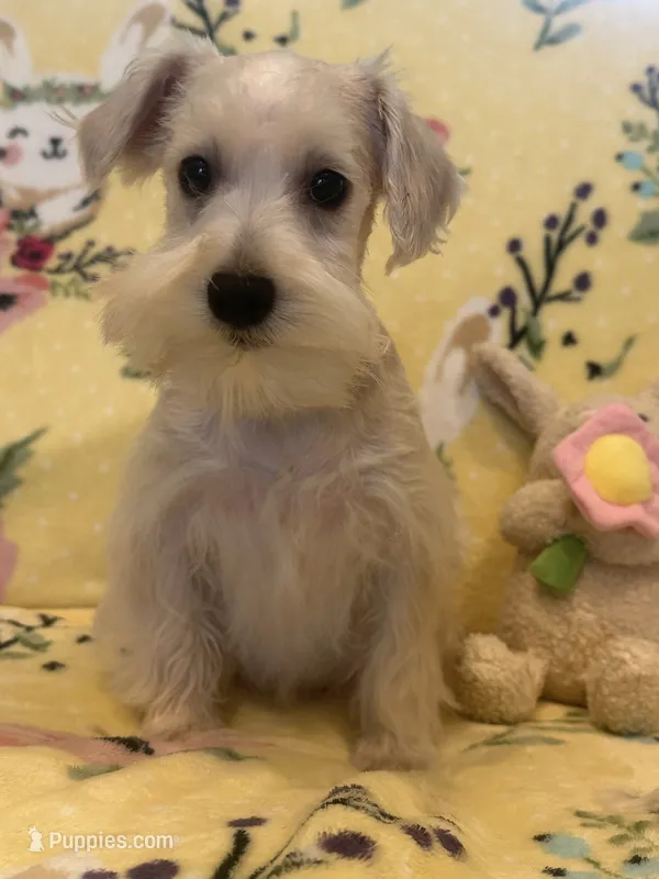Lucy – Miniature Schnauzer puppy for sale in Sarasota, FL
