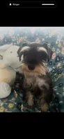 Prissy , a female Miniature Schnauzer for sale in Sarasota, FL – 3 of 3
