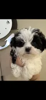 Oreo , a male Maltipoo for sale in Sarasota, FL – 2 of 2