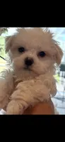 Thumper, a male Maltese for sale in Sarasota, FL – 2 of 3