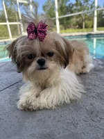 Princess, a female Shih Tzu for sale in Sarasota, FL – 3 of 3