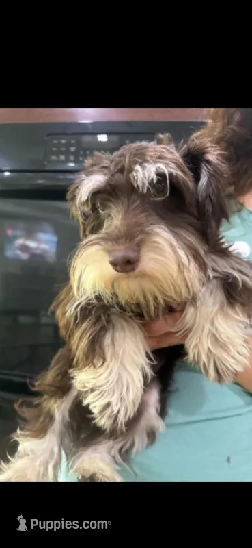 Coco bean, a male Miniature Schnauzer for sale in Sarasota, FL – Photo 1 of 1