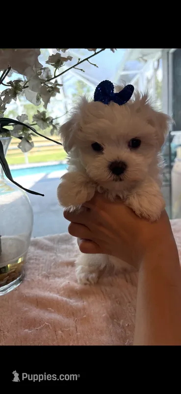 Mommy’s boy  – Maltese puppy for sale in Sarasota, FL